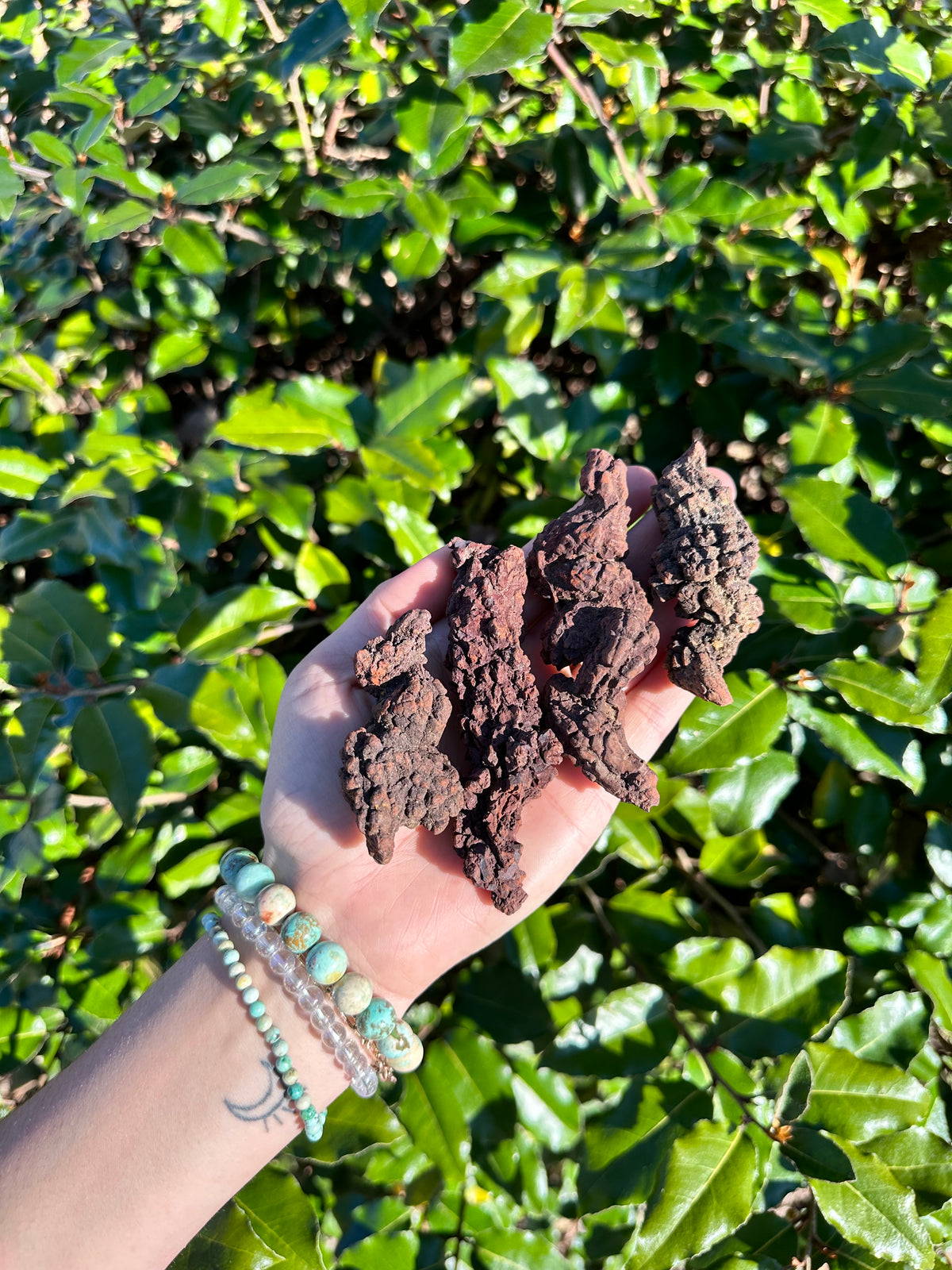Coprolite Fossil aka Dinosaur Droppings