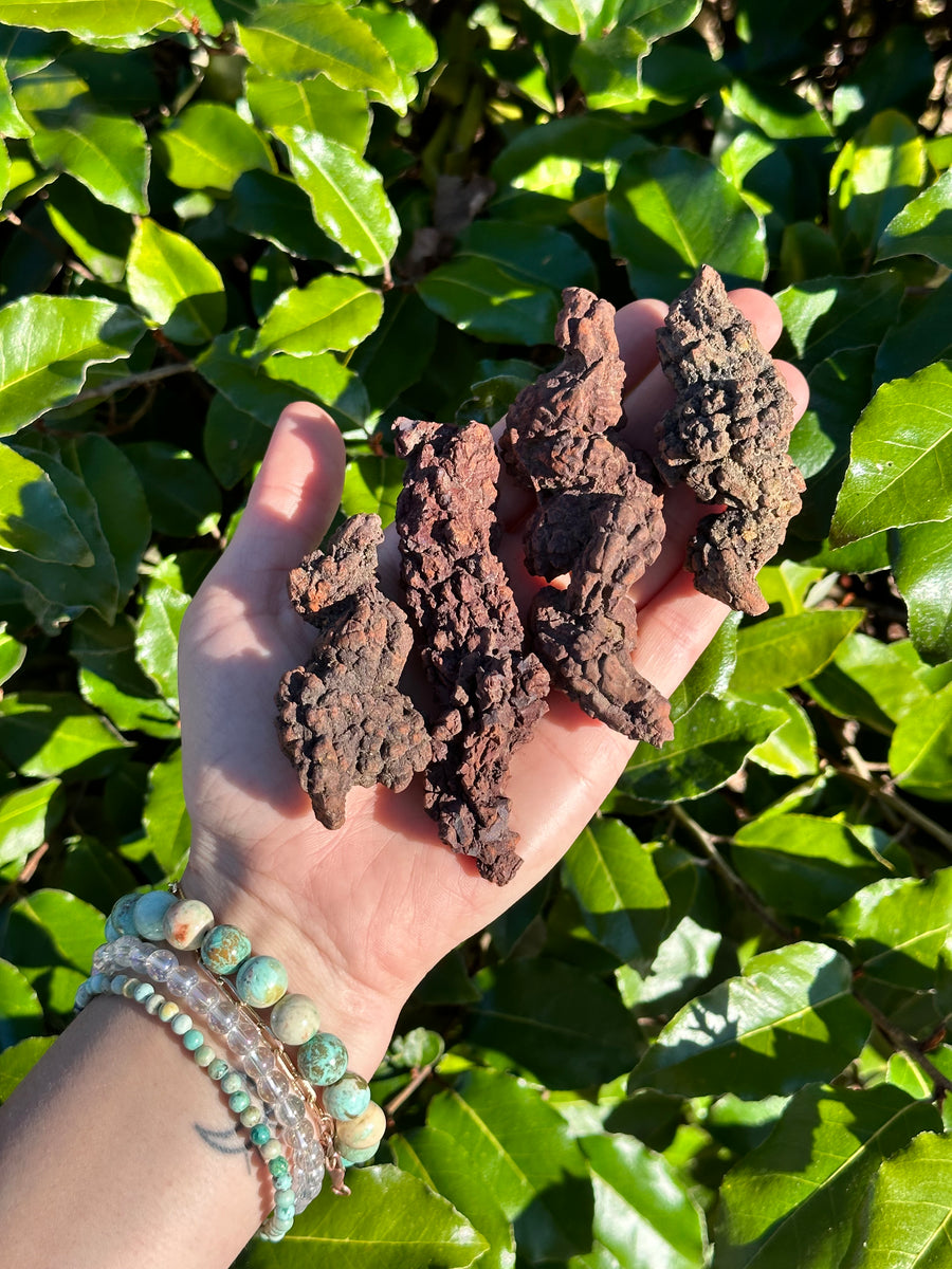Coprolite Fossil aka Dinosaur Droppings