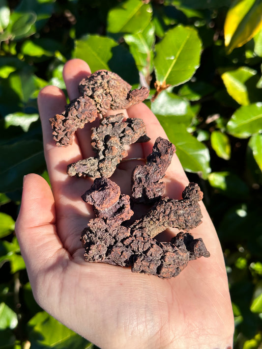 Coprolite Fossil aka Dinosaur Droppings