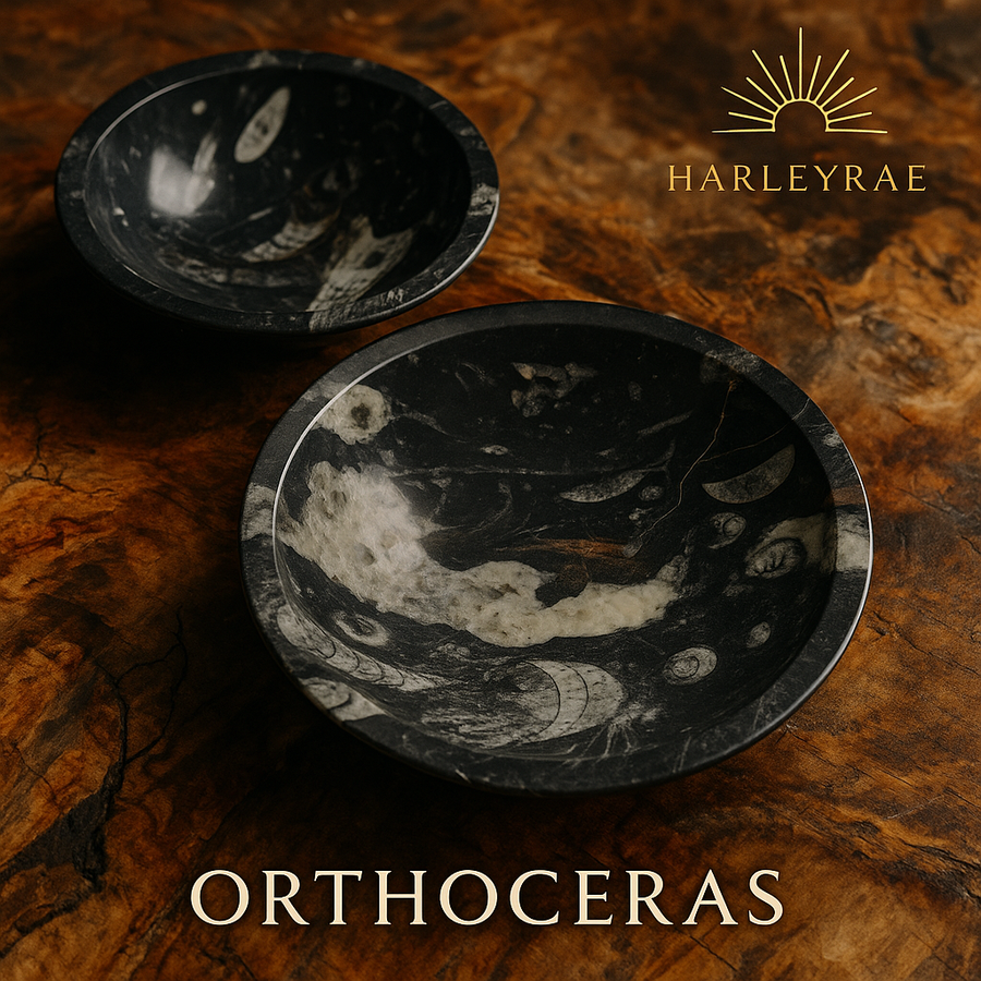Orthoceras Fossil Bowl
