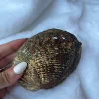 ABALONE SHELL SMUDGE BOWL